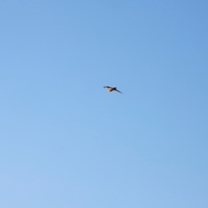 Falco longipennis at Molonglo River Reserve - 31 Mar 2024 08:44 AM