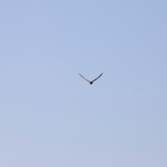 Falco longipennis at Molonglo River Reserve - 31 Mar 2024