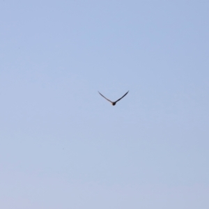 Falco longipennis at Molonglo River Reserve - 31 Mar 2024 08:44 AM