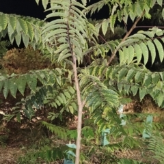 Ailanthus altissima (Tree-of-Heaven) at Kambah, ACT - 31 Mar 2024 by patrickharvey
