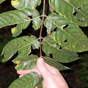 Ailanthus altissima at Kambah, ACT - 31 Mar 2024 04:16 AM