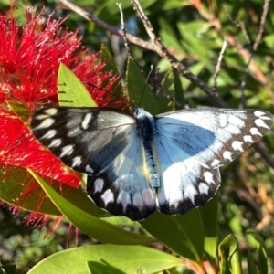 Delias aganippe at Wandiyali-Environa Conservation Area - 31 Mar 2024