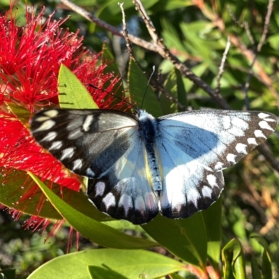 Delias aganippe (Spotted Jezebel) at Googong, NSW - 30 Mar 2024 by Wandiyali