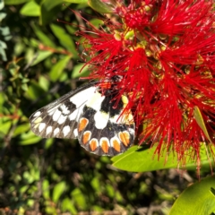 Delias aganippe at Wandiyali-Environa Conservation Area - 31 Mar 2024