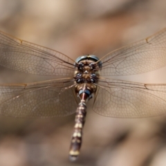 Adversaeschna brevistyla (Blue-spotted Hawker) at QPRC LGA - 14 Feb 2024 by KorinneM