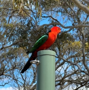 Alisterus scapularis at QPRC LGA - 18 Dec 2022