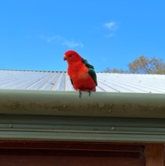 Alisterus scapularis at QPRC LGA - 18 Dec 2022