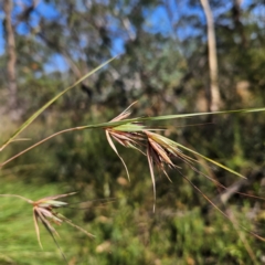 Themeda triandra (Kangaroo Grass) at QPRC LGA - 31 Mar 2024 by MatthewFrawley