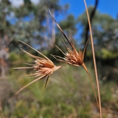 Themeda triandra at QPRC LGA - 31 Mar 2024 11:17 AM