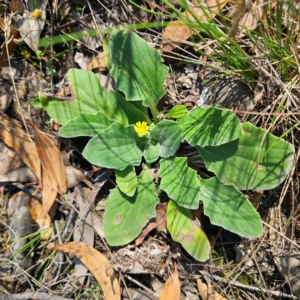 Cymbonotus sp. (preissianus or lawsonianus) at QPRC LGA - 31 Mar 2024