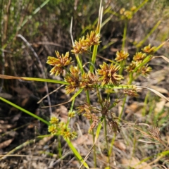 Cyperus eragrostis (Umbrella Sedge) at QPRC LGA - 31 Mar 2024 by MatthewFrawley