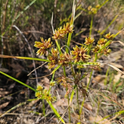 Cyperus eragrostis (Umbrella Sedge) at Bombay, NSW - 31 Mar 2024 by MatthewFrawley