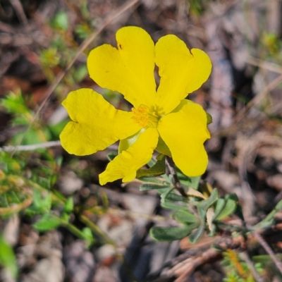 Hibbertia obtusifolia (Grey Guinea-flower) at QPRC LGA - 31 Mar 2024 by MatthewFrawley