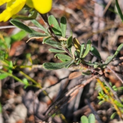 Hibbertia obtusifolia at QPRC LGA - 31 Mar 2024 11:31 AM