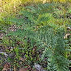 Pteridium esculentum (Bracken) at QPRC LGA - 31 Mar 2024 by MatthewFrawley