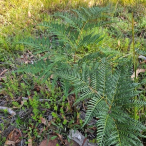 Pteridium esculentum at QPRC LGA - 31 Mar 2024