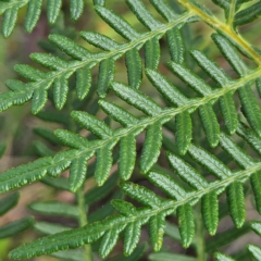 Pteridium esculentum at QPRC LGA - 31 Mar 2024