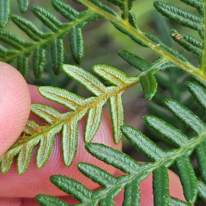 Pteridium esculentum at QPRC LGA - 31 Mar 2024