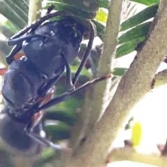 Polyrhachis sp. (genus) (A spiny ant) at ANBG - 30 Mar 2024 by Hejor1