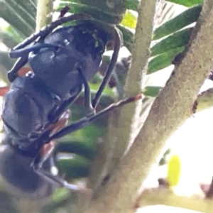 Polyrhachis sp. (genus) at ANBG - 30 Mar 2024