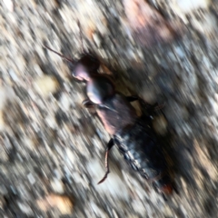 Antimerus punctipennis (A rove beetle) at ANBG - 30 Mar 2024 by Hejor1