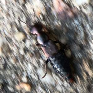 Antimerus punctipennis at ANBG - 30 Mar 2024