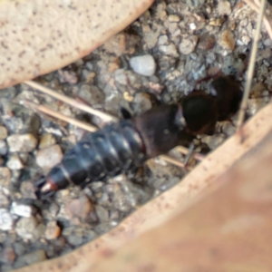 Antimerus punctipennis at ANBG - 30 Mar 2024