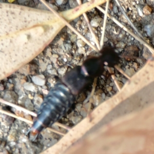 Antimerus punctipennis at ANBG - 30 Mar 2024