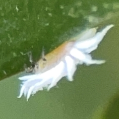 Cryptolaemus montrouzieri (Mealybug ladybird) at ANBG - 30 Mar 2024 by Hejor1