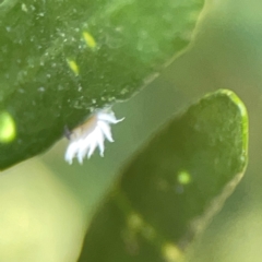 Cryptolaemus montrouzieri at ANBG - 30 Mar 2024 04:49 PM