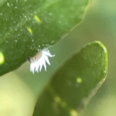 Cryptolaemus montrouzieri at ANBG - 30 Mar 2024 04:49 PM
