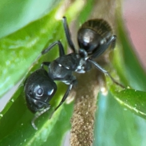 Camponotus aeneopilosus at ANBG - 30 Mar 2024