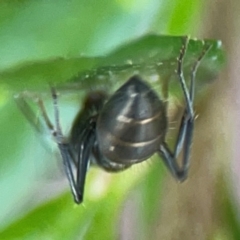 Camponotus aeneopilosus at ANBG - 30 Mar 2024