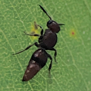 Mutillidae (family) at ANBG - 30 Mar 2024 04:44 PM