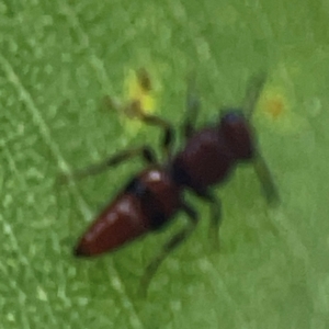 Mutillidae (family) at ANBG - 30 Mar 2024 04:44 PM