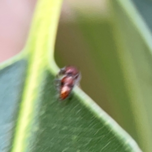 Mutillidae (family) at ANBG - 30 Mar 2024 04:44 PM