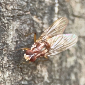 Tabanomorpha sp. (Parvorder) at ANBG - 30 Mar 2024