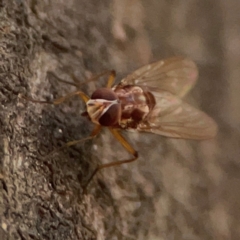 Tabanomorpha sp. (Parvorder) at ANBG - 30 Mar 2024 04:40 PM