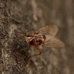 Tabanomorpha sp. (Parvorder) at ANBG - 30 Mar 2024 04:40 PM