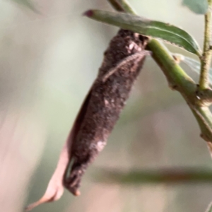 Psychidae (family) IMMATURE at ANBG - 30 Mar 2024