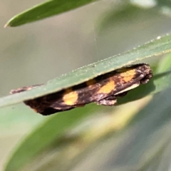 Asura (genus) (a Tiger moth) at Acton, ACT - 30 Mar 2024 by Hejor1