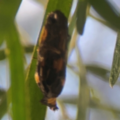 Asura (genus) at ANBG - 30 Mar 2024