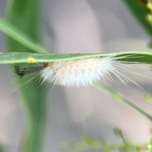 Lymantriinae (subfamily) at ANBG - 30 Mar 2024