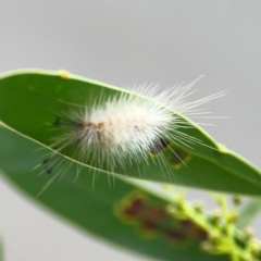 Lymantriinae (subfamily) at ANBG - 30 Mar 2024