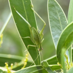 Caedicia simplex (Common Garden Katydid) at ANBG - 30 Mar 2024 by Hejor1