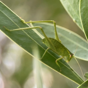 Caedicia simplex at ANBG - 30 Mar 2024 04:31 PM