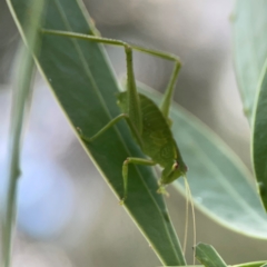 Caedicia simplex at ANBG - 30 Mar 2024 04:31 PM