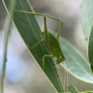 Caedicia simplex at ANBG - 30 Mar 2024 04:31 PM