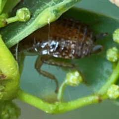 Unidentified Cockroach (Blattodea, several families) at Acton, ACT - 30 Mar 2024 by Hejor1