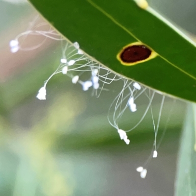 Neuroptera (order) (Unidentified lacewing) at ANBG - 30 Mar 2024 by Hejor1